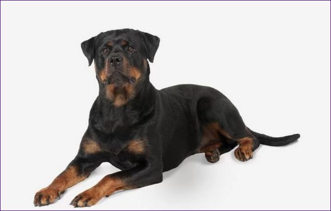 Rottweiler