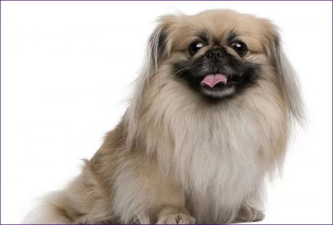 Pekingese