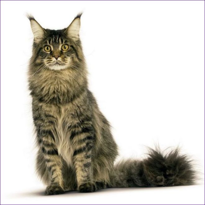 Maine Coon