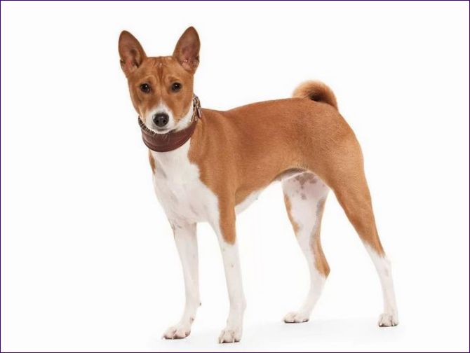 Basenji