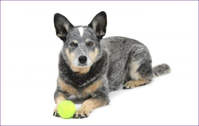 Australian Shepherd Dog