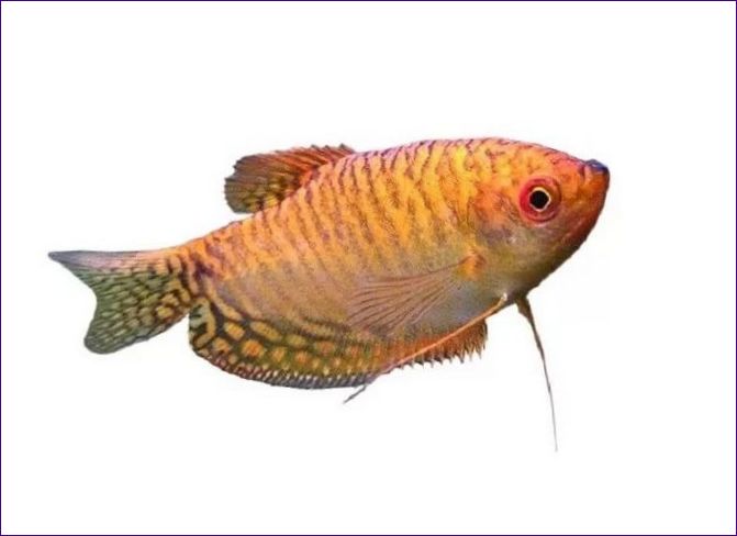 Gourami