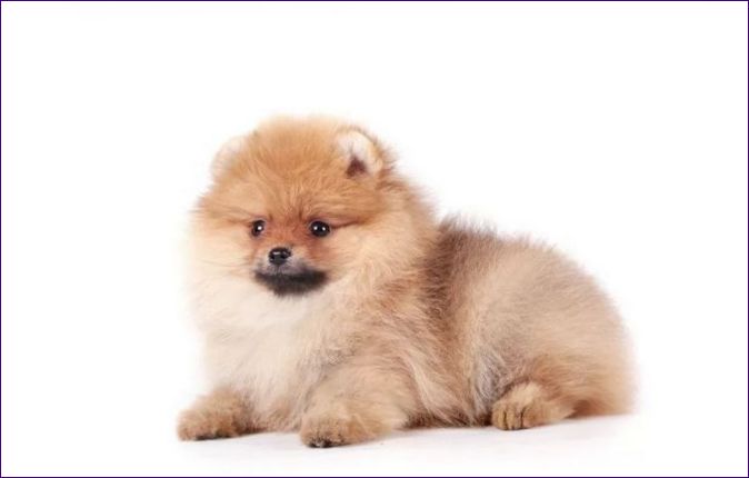 Pomeranian Spitz