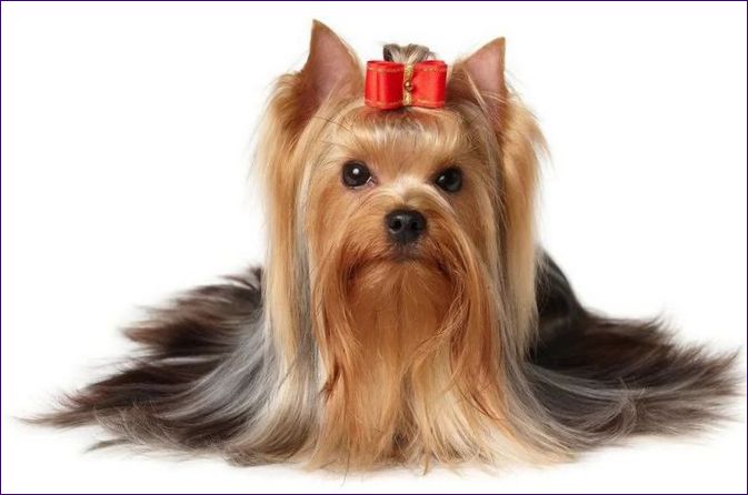 Yorkshire Terrier