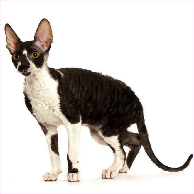 Cornish Rex