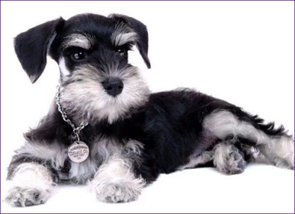 Zwerschnauzer