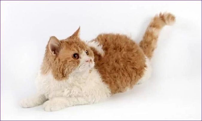 Selkirk rex