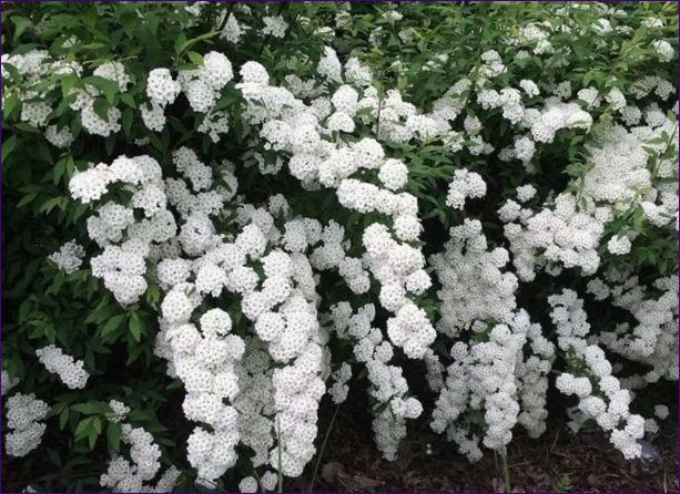 Spiraea vangutta