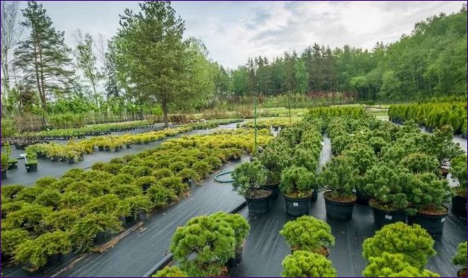 PLANTSKOLA PLANTSKOLA VID DET STATLIGA UNIVERSITETET I Stockholm