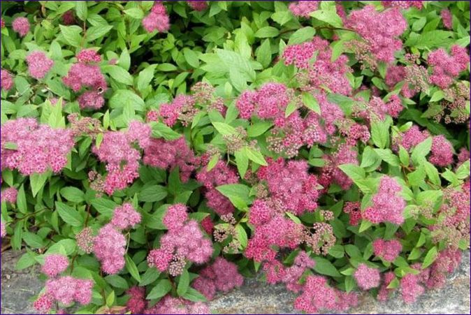 Spiraea japonica Froebelia