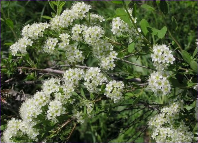 Spiraea primordialis