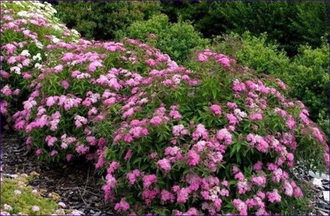 Japansk Spiraea crispa