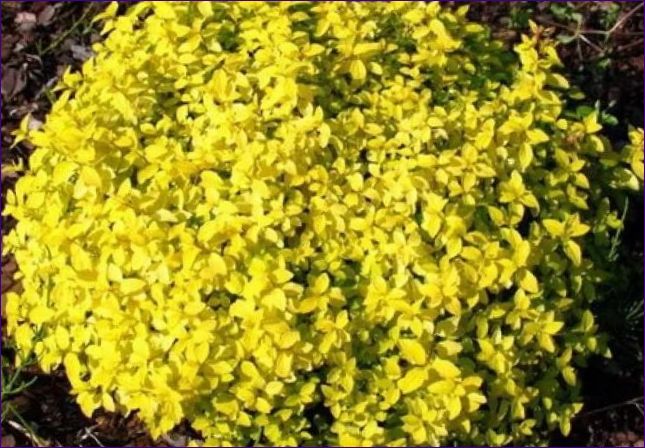 Spiraea japonica gyllene mattan