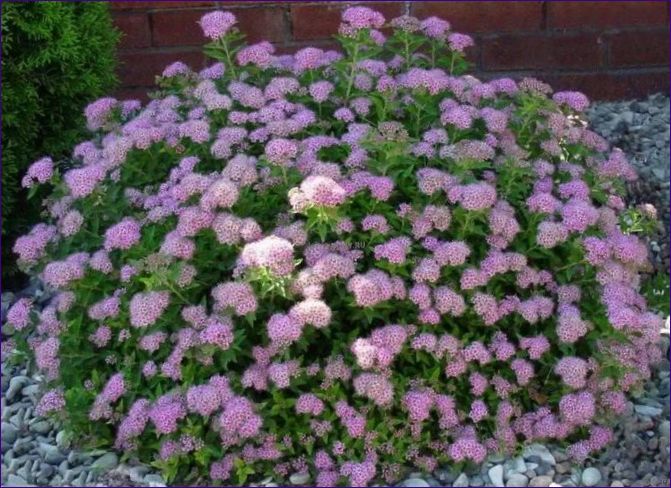 Spiraea japonica Little Princess