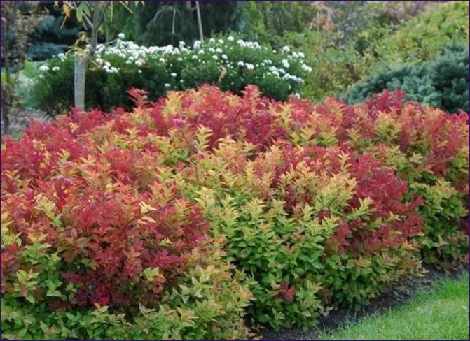 Japansk Spiraea macrophylla