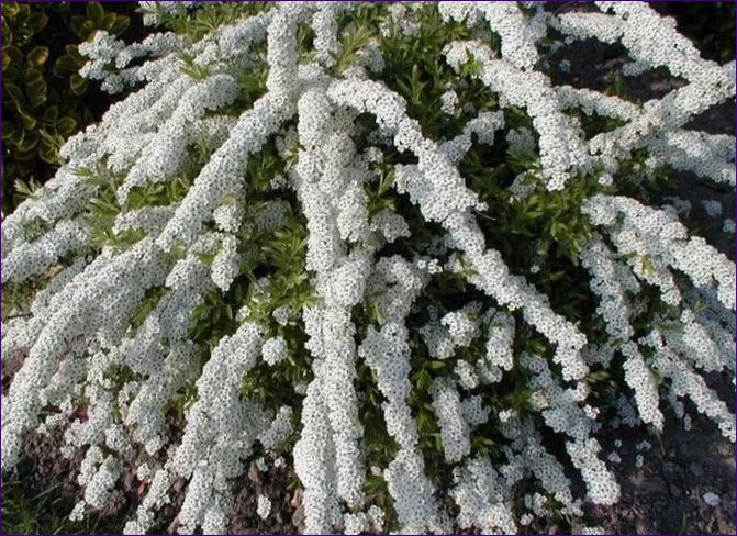 Spirea arguta