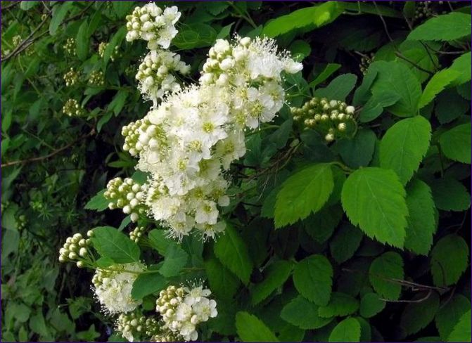 Ekbladig spiraea