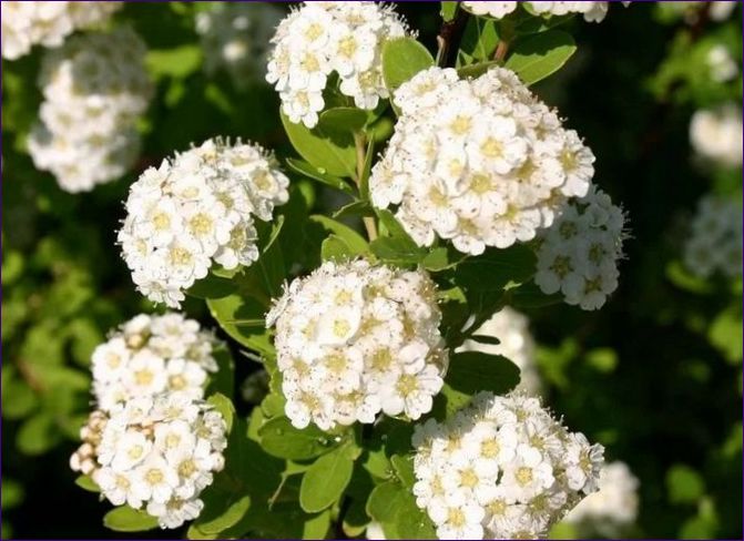 Spirea Nippon Snowmound