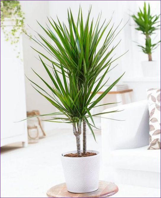 Dracaena