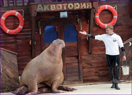 Teater för havsdjur 