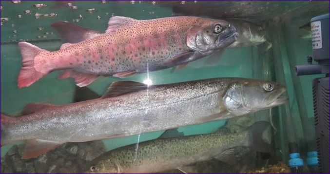 Fiskarna i museet Amur Aquarium