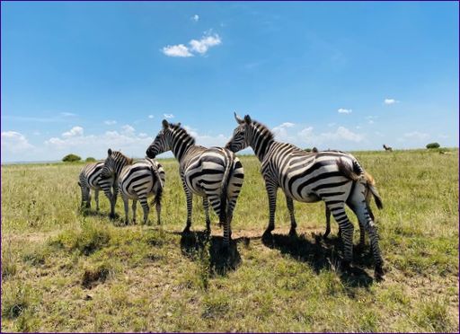 Nairobis nationalpark