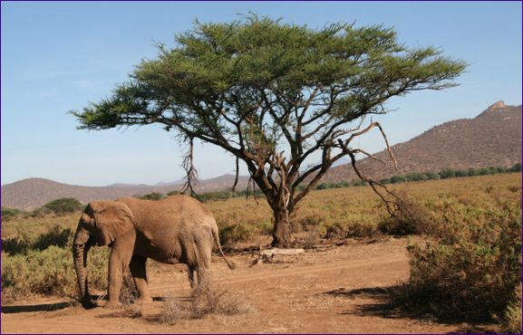 Samburu nationalpark