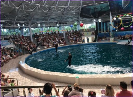 Delfinarium i Yevpatoria