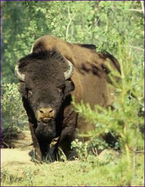 Wood Buffalo nationalpark