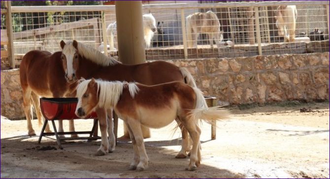 Antalya Zoo