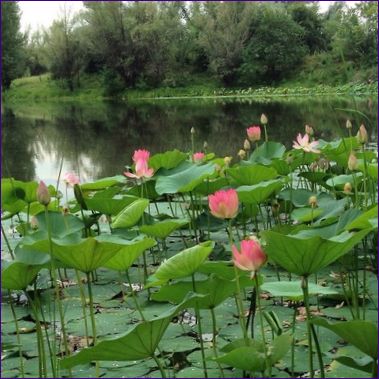 Lotus Lake