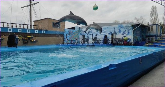 Delfinarium