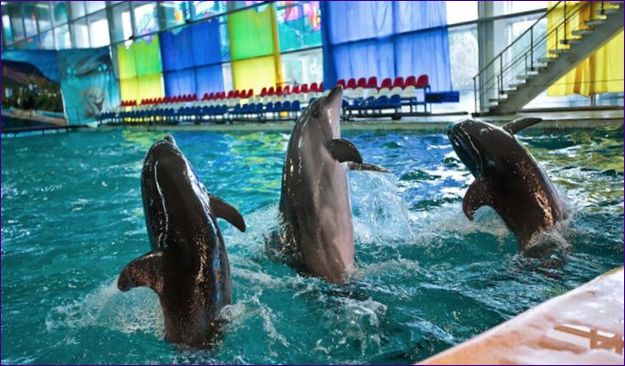 Alushta Dolphinarium