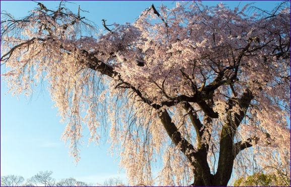 Maruyama Park