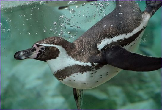 Oceanarium i Volgograd