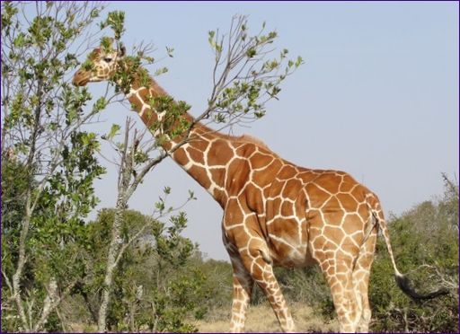 Ol Pejeta Game Reserve