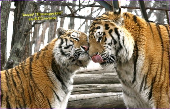 Priamursky zoo