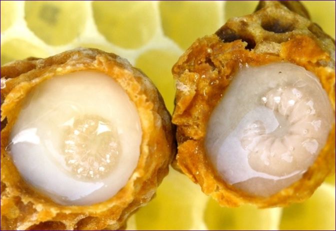 Royal Jelly Bee