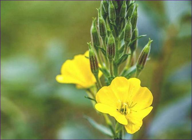 Evening primrose oil: dess fördelar för ansiktet, egenskaper och användning i kosmetika