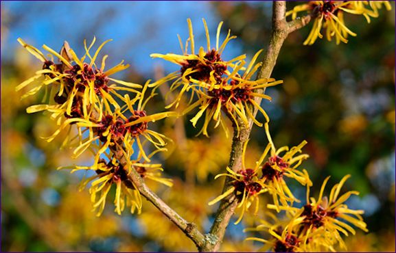 Hamamelis för ansikte och kropp: fördelar och användning i kosmetika och kosmetologi