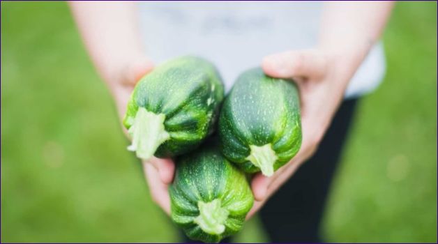 Sorter och egenskaper för odling av zucchini