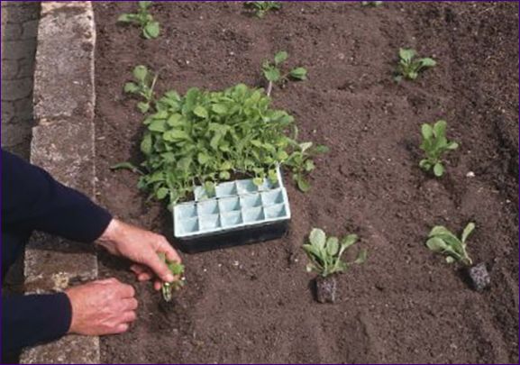 Odling av hortensia: plantering och skötsel