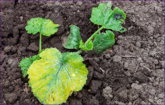 Sjukdomar hos zucchini