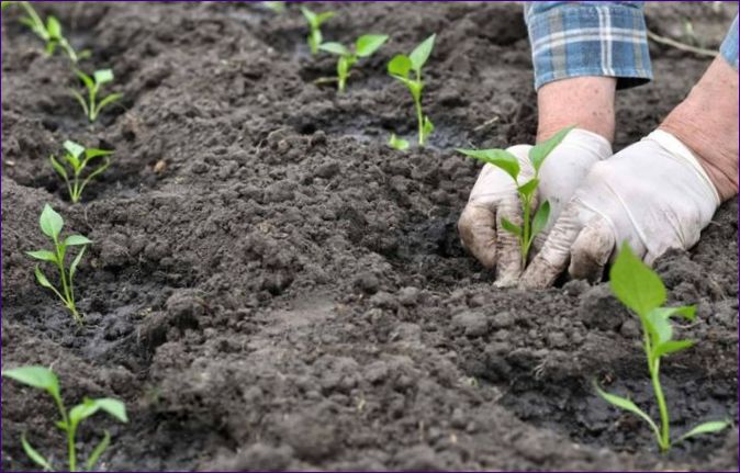 Plantering av paprika