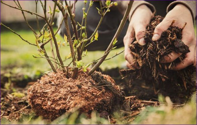 Plantering av blåbär på en tomt: skötsel av grödan, skillnad från blåbären