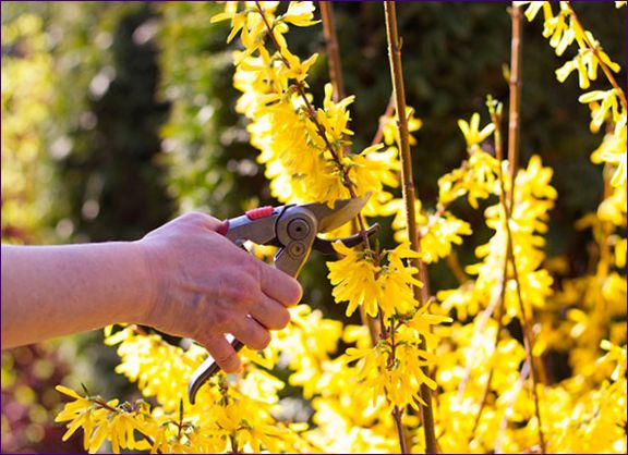 Forsythia