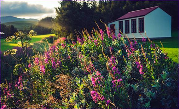 Växande pilört på sommaren: plantering och skötsel, skörd och lagring