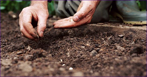 Plantering av auberginer på friland