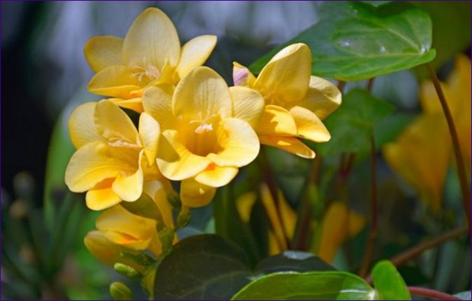 Freesia: plantering och skötsel