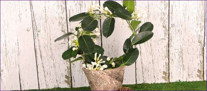 Stephanotis: Madagaskar jasmin i hemmet